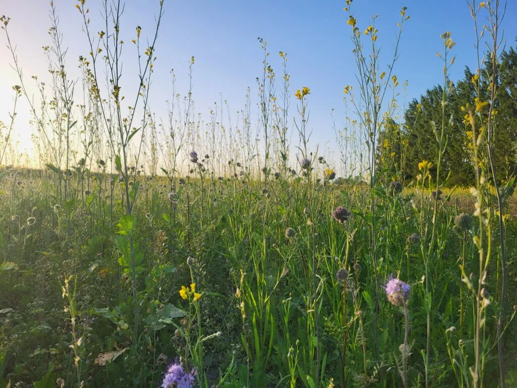 MediGran BGM-20 biologische groenbemester bloemrijk