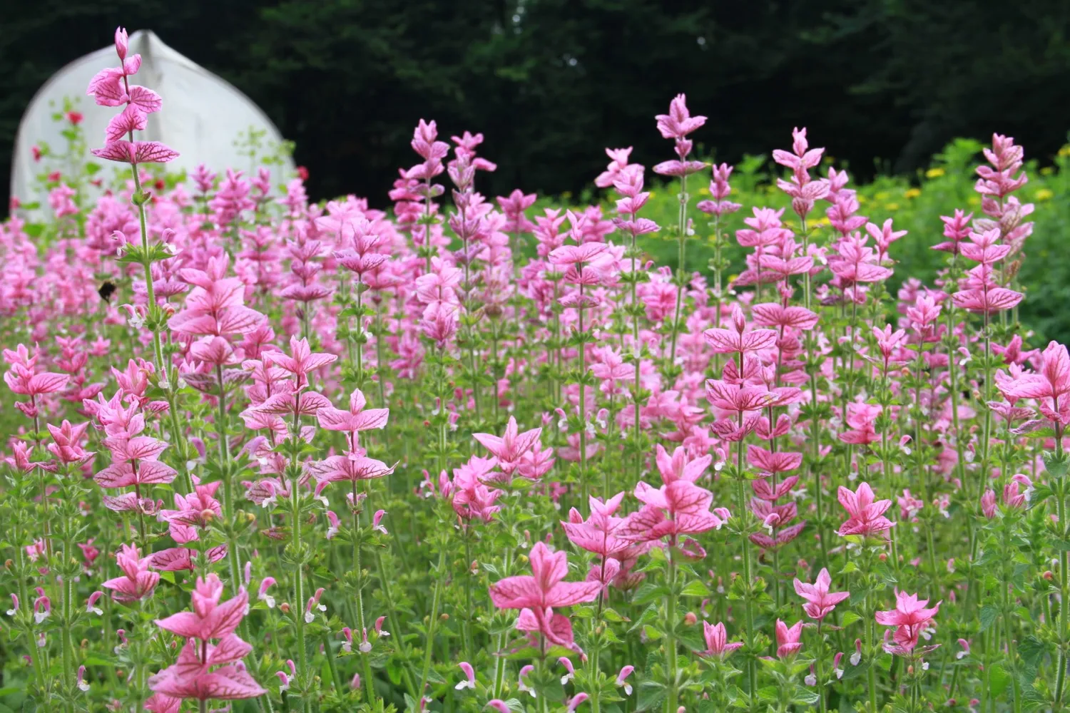 Vitale Rassen Pink Sundae bonte salie zaden onbespoten