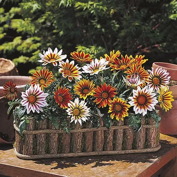 World Botanics Gazania Daybreak Tiger Mixed perkplant
