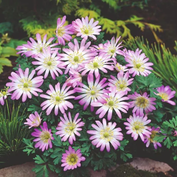 World Botanics Anemone Blanda Pink Star bloembollen 20 stuks roze