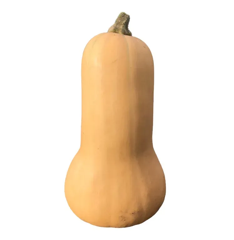 Vitale Rassen Butternut Liscia pompoenzaden fles