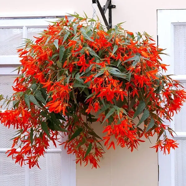 World Botanics Begonia Santa Cruz Sunset tuinplanten 15 stuks