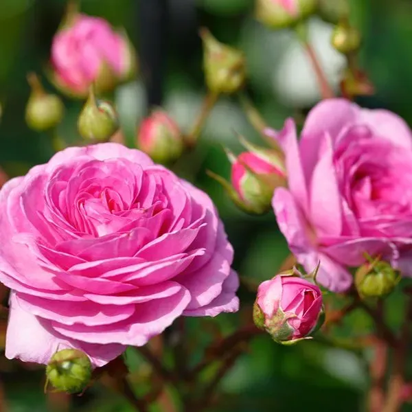 World Botanics Rose Ozeana Climbing klimroos 1 plant roze
