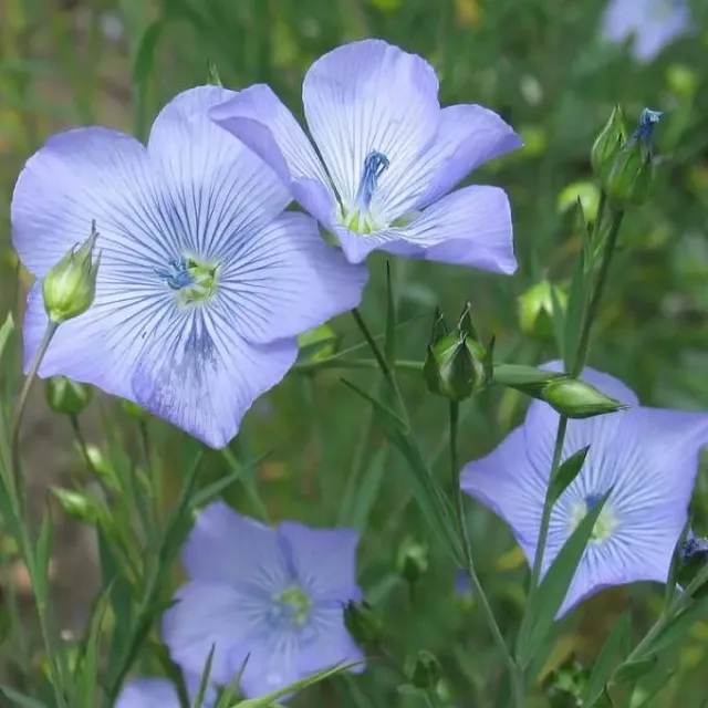 MediGran Vlas Linum usitatissimum zaden blauwbloeiend