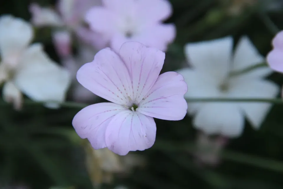Vitale Rassen Blossom Pearl bolderikzaden lichtroze