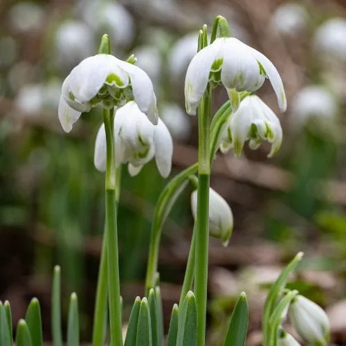 World Botanics Galanthus nivalis sneeuwklokjes 50 bollen