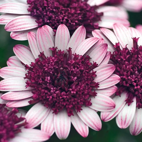 World Botanics Osteospermum Double Berry White 5 jonge planten
