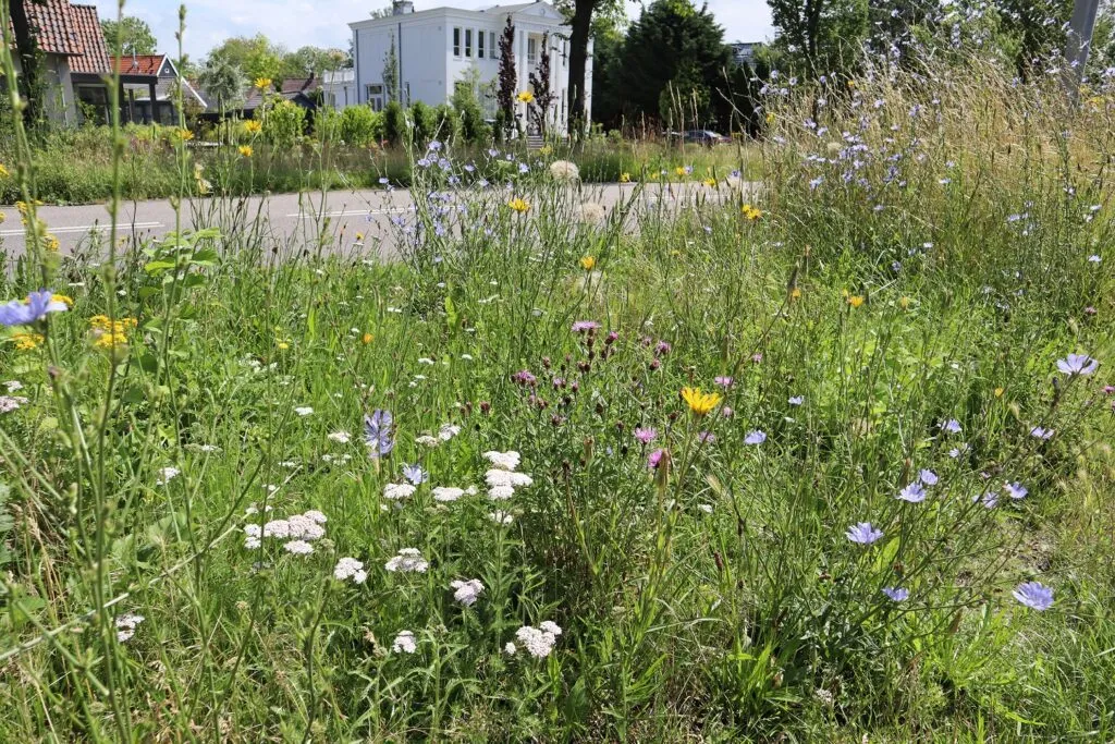 MediGran Graslandflora GD-67 bloemenmengsel zandgrond