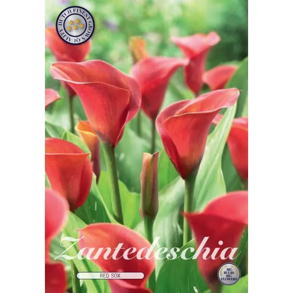 World Botanics Zantedeschia bloembollen 9 stuks oranje mix