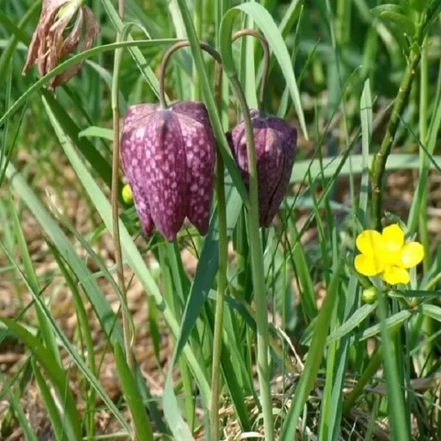 MediGran Fritillaria meleagris wilde kievitsbloem zaden onbespoten