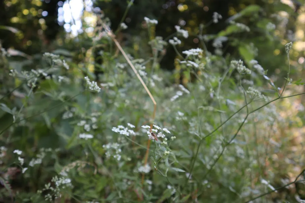 MediGran Schaduwflora HV-47 zaden vochtige schaduw