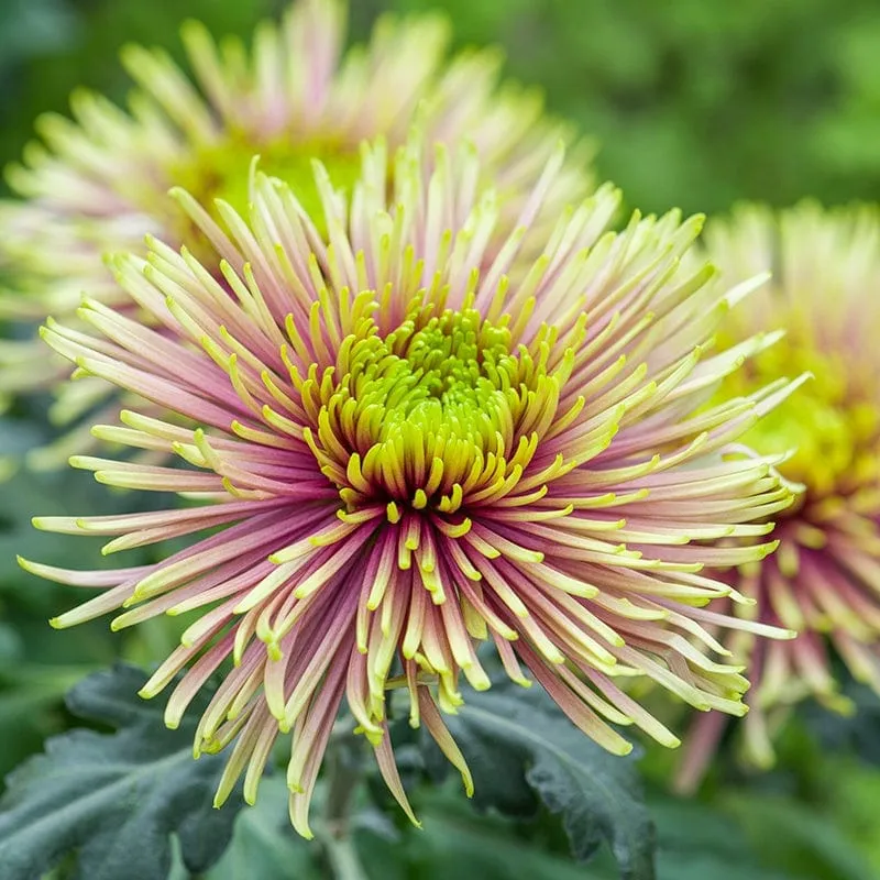 World Botanics Tula Starburst chrysant 5 jonge planten mix