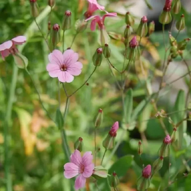 MediGran Vaccaria hispanica koekruid zaden akkerbloem