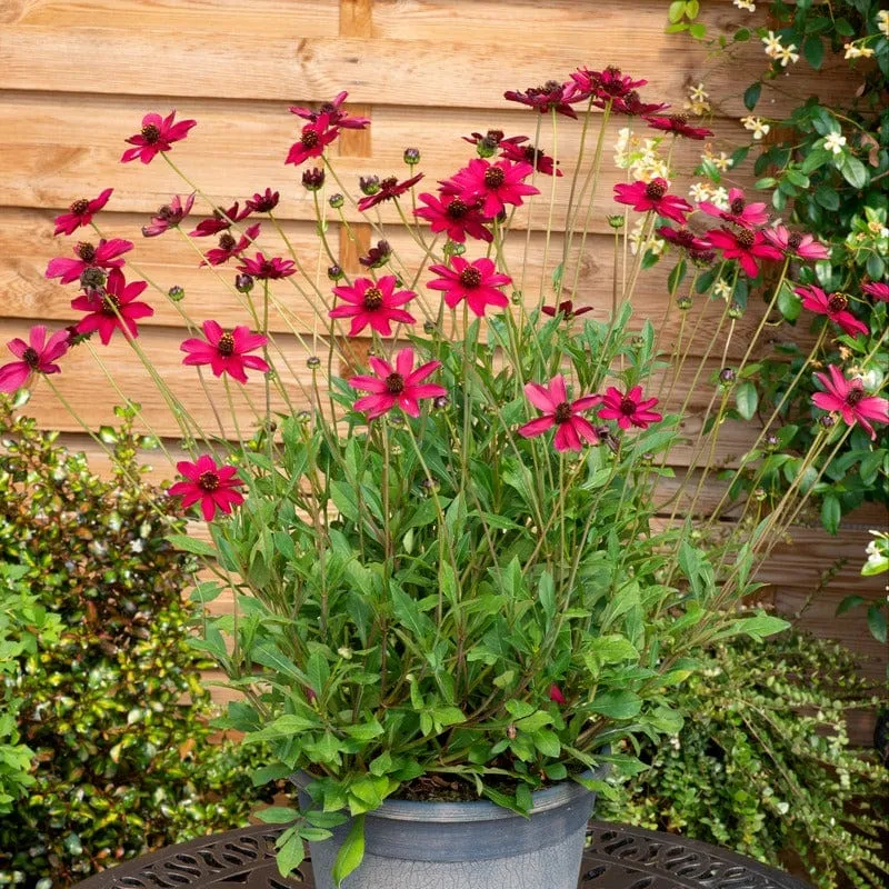 World Botanics Cherry Chocolate cosmos 3 jonge planten