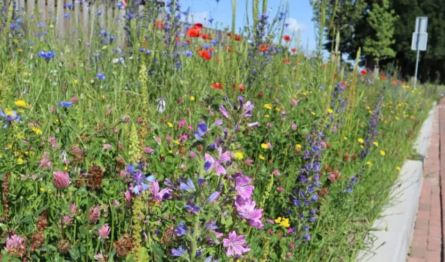 MediGran Nectarflora NGD-50 bloemenzaad inheems mengsel