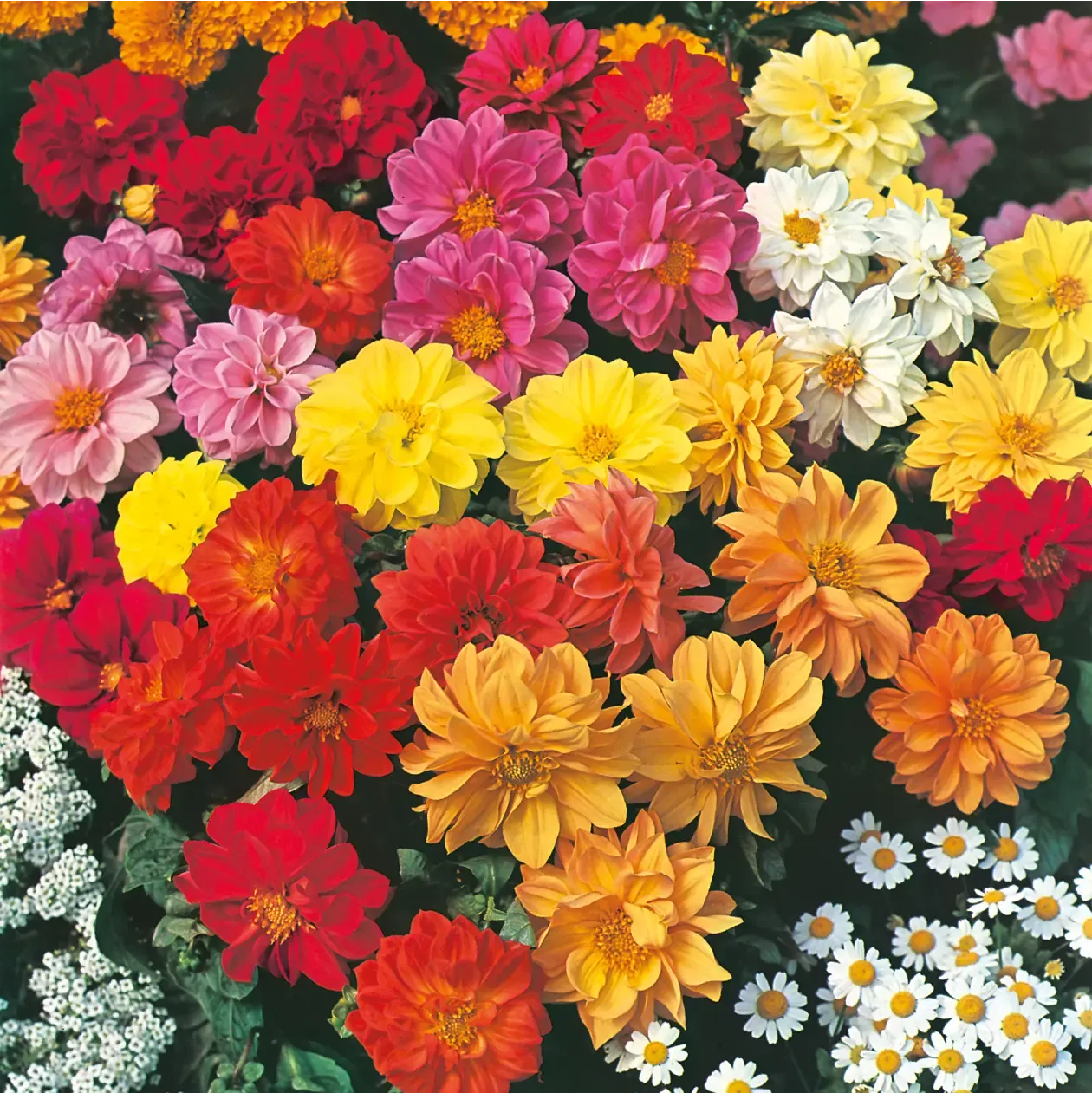 World Botanics Dahlia Dwarf Double Mixed dahliazaden compact