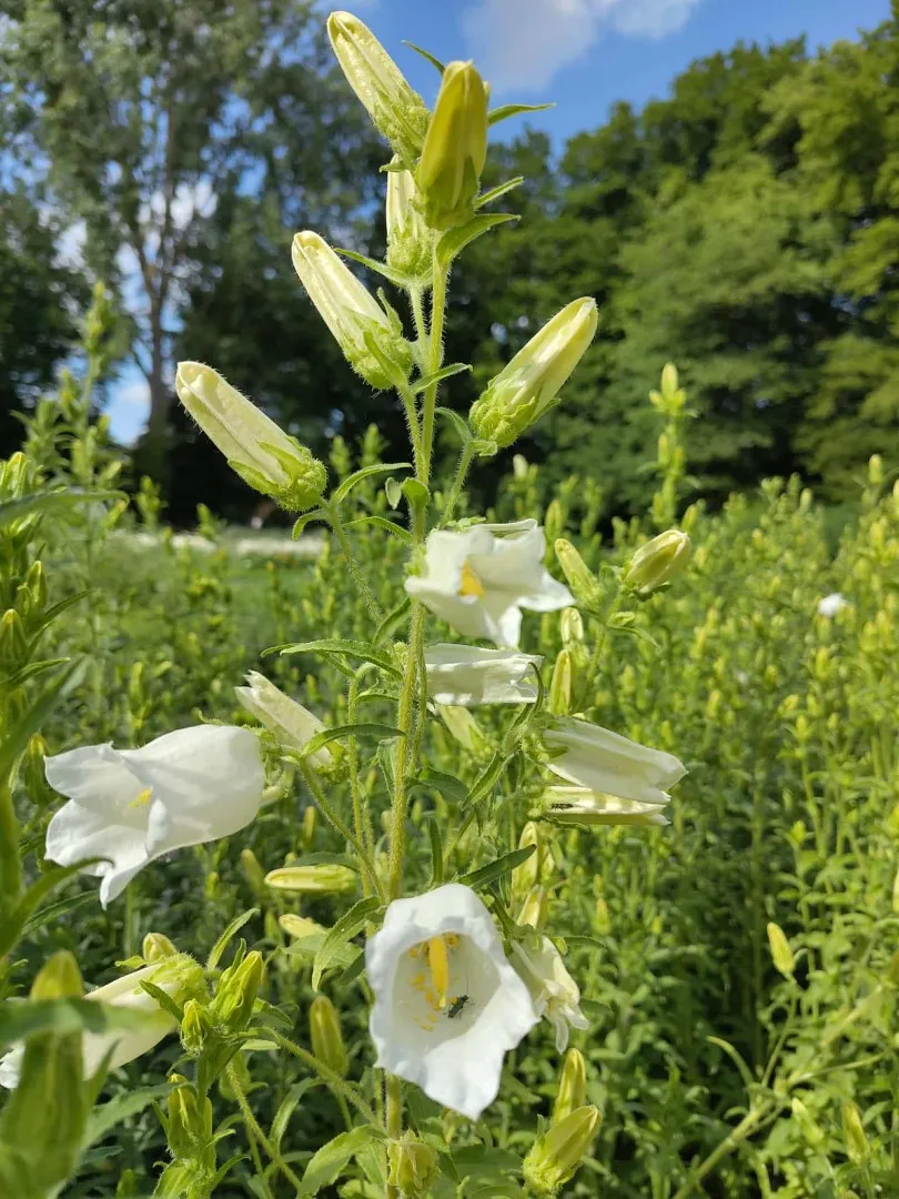 Vitale Rassen Mariëtteklokje Single White zaden