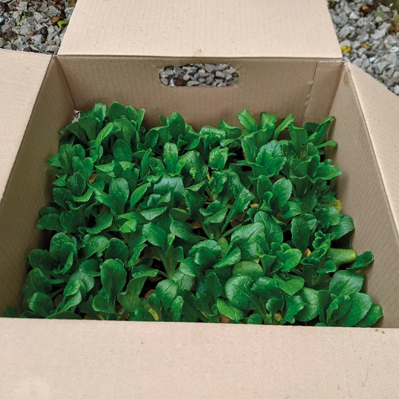 World Botanics Bellis Bellisima Mixed tuinplanten 15 stuks gemengd