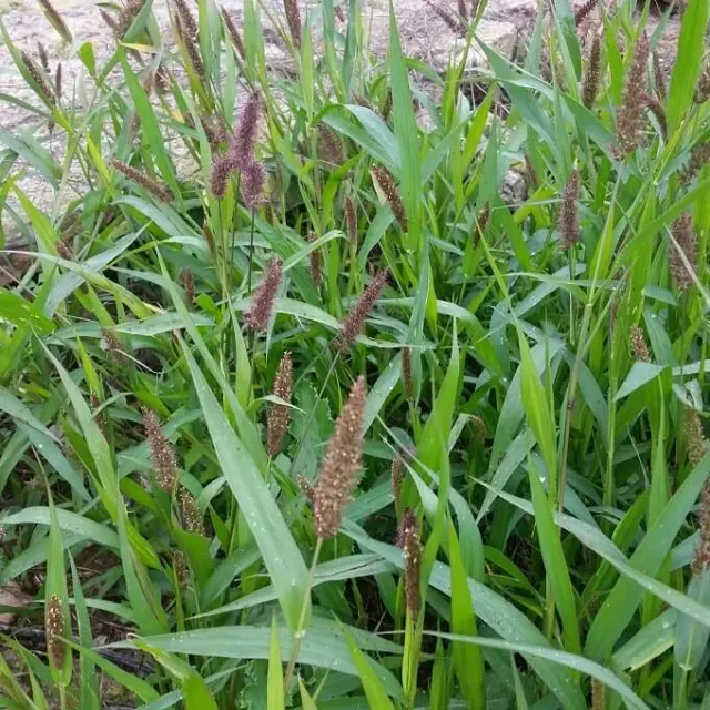MediGran Setaria viridis zaden groene naaldaar gras
