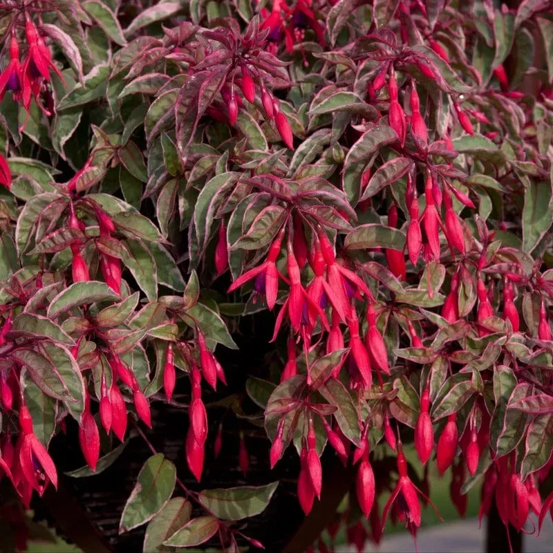 World Botanics Fuchsia Tom West jonge planten 5 stuks winterhard