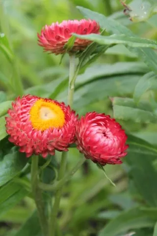 Vitale Rassen Strobloem mix bloemzaden onbespoten