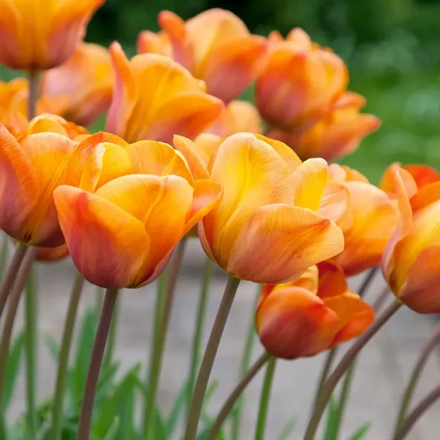 World Botanics Tulip Annie Schilder bloembollen 15 stuks