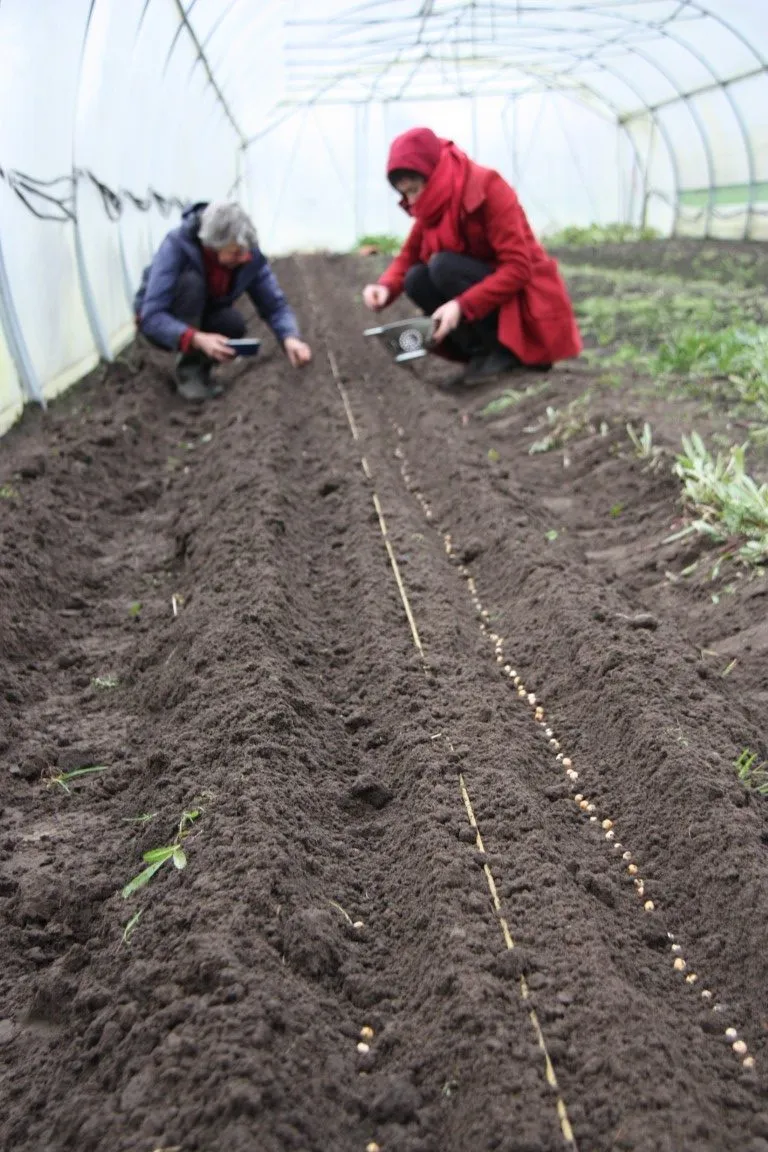 Vitale Rassen Sugar snaps hoog zaden onbespoten