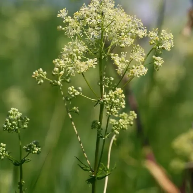 MediGran Thalictrum flavum Poelruit zaden onbespoten