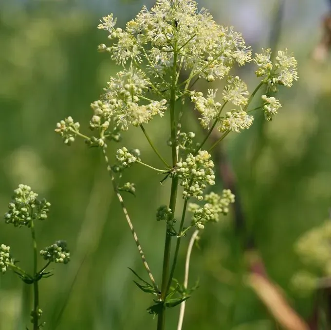 MediGran Thalictrum flavum Poelruit zaden onbespoten