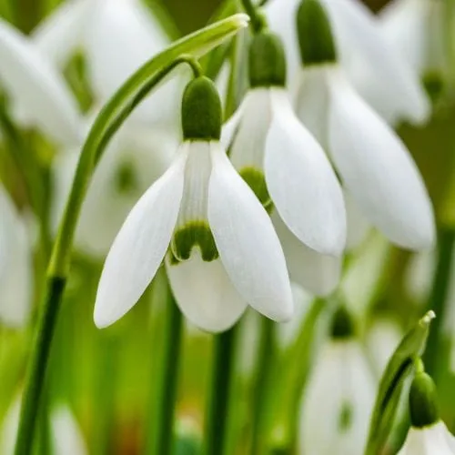 World Botanics Galanthus nivalis sneeuwklokjes 50 bollen
