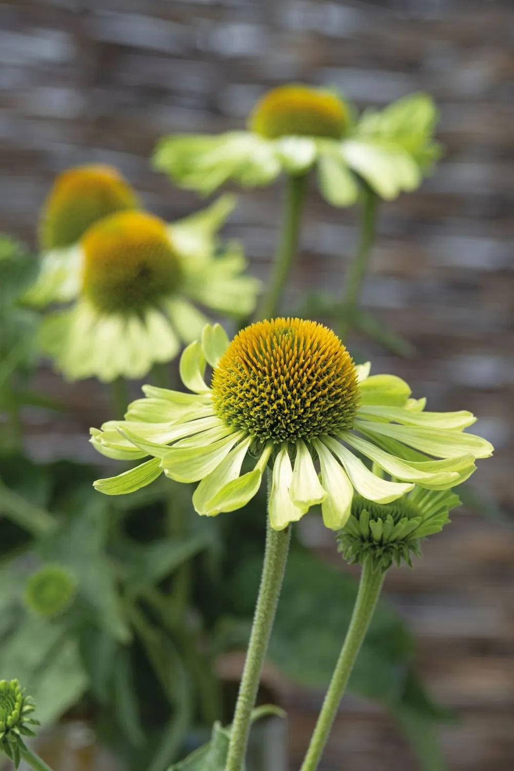 World Botanics Echinacea Alan's Pride zaden bijvriendelijk