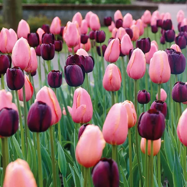 World Botanics Pink Diamond tulpenbollen 30 stuks mix