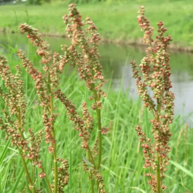 MediGran Rumex acetosa zaden veldzuring onbespoten