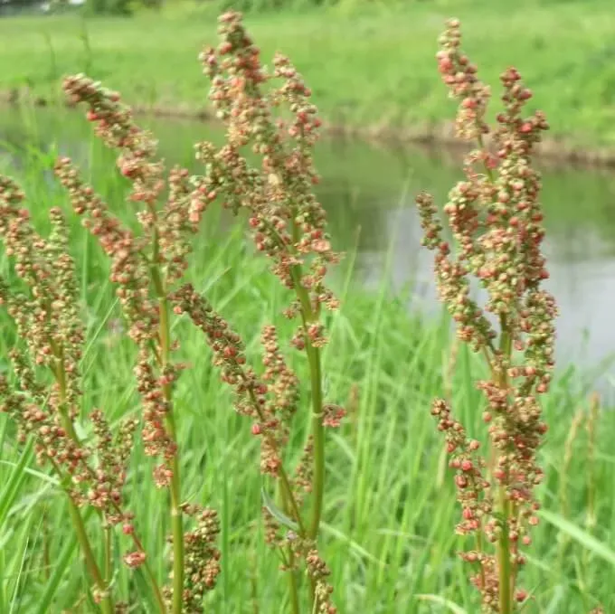 MediGran Rumex acetosa zaden veldzuring onbespoten