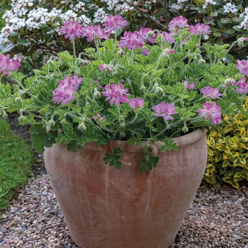 World Botanics Pelargonium Scented Pink Capitatum jonge planten