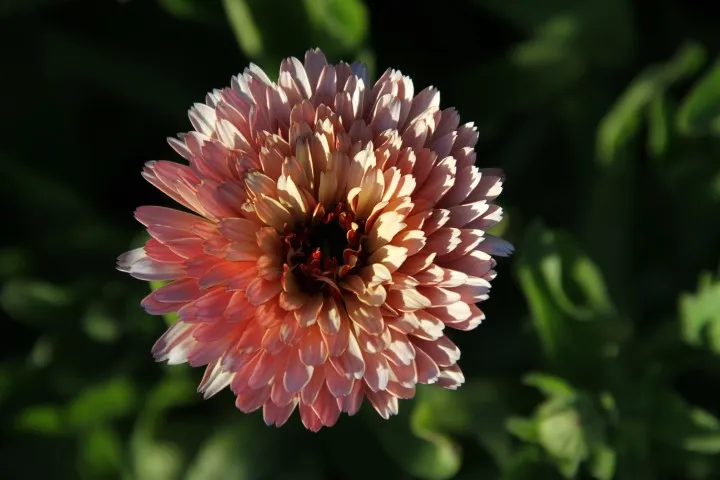 Vitale Rassen Strawberry Blonde goudsbloem zaden roze