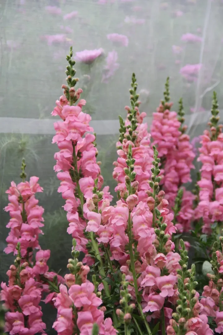 Vitale Rassen Potomac Leeuwenbek Roze zaden onbespoten