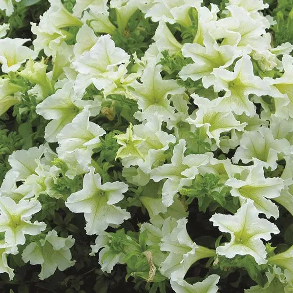 World Botanics Surfinia Lime White petunia planten 5 stuks hang