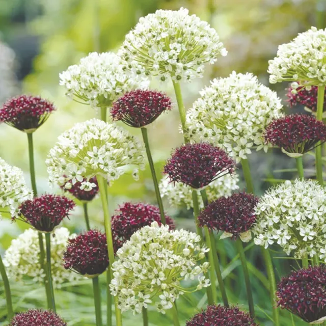 World Botanics Allium nigrum sierui bloembollen 20 bollen
