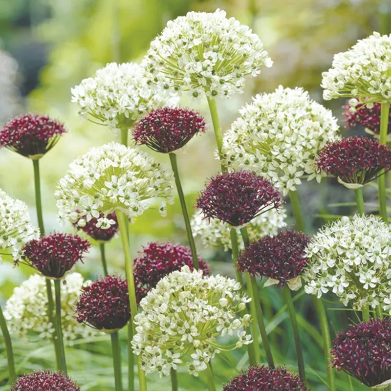 World Botanics Allium nigrum sierui bloembollen 20 bollen