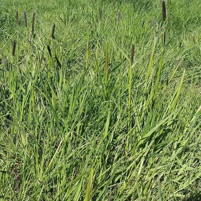 MediGran Alopecurus pratensis Grote vossenstaart zaden onbespoten