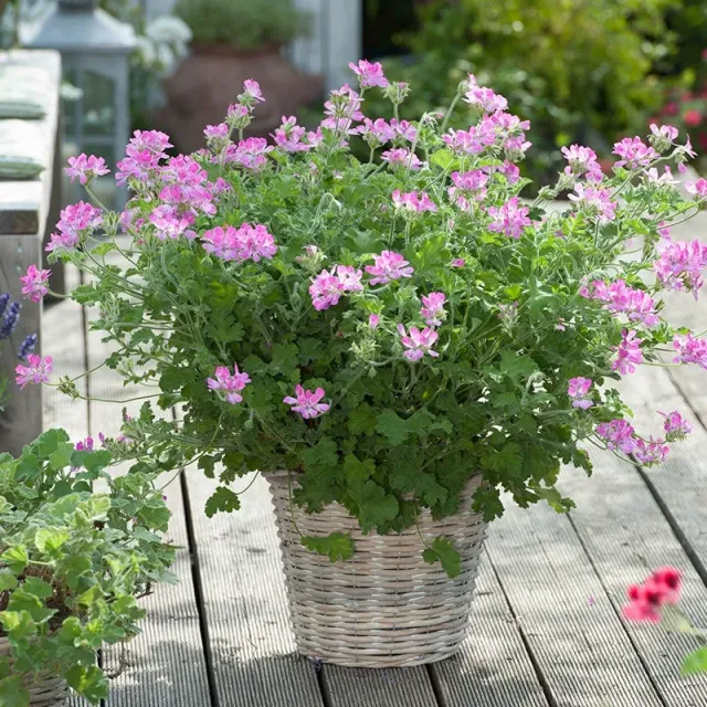 World Botanics Pelargonium Scented Pink Capitatum jonge planten