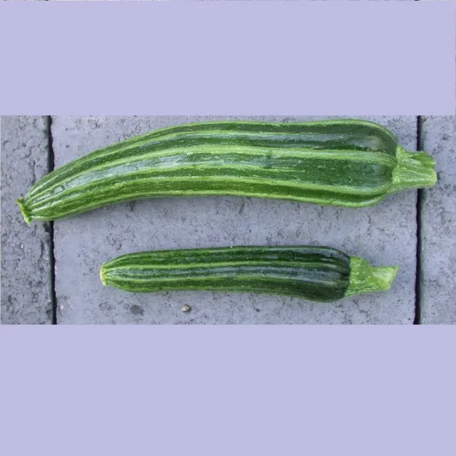 De Tuinen van MergenMetz Courgette Costata Romanesco zaden 10 stuks