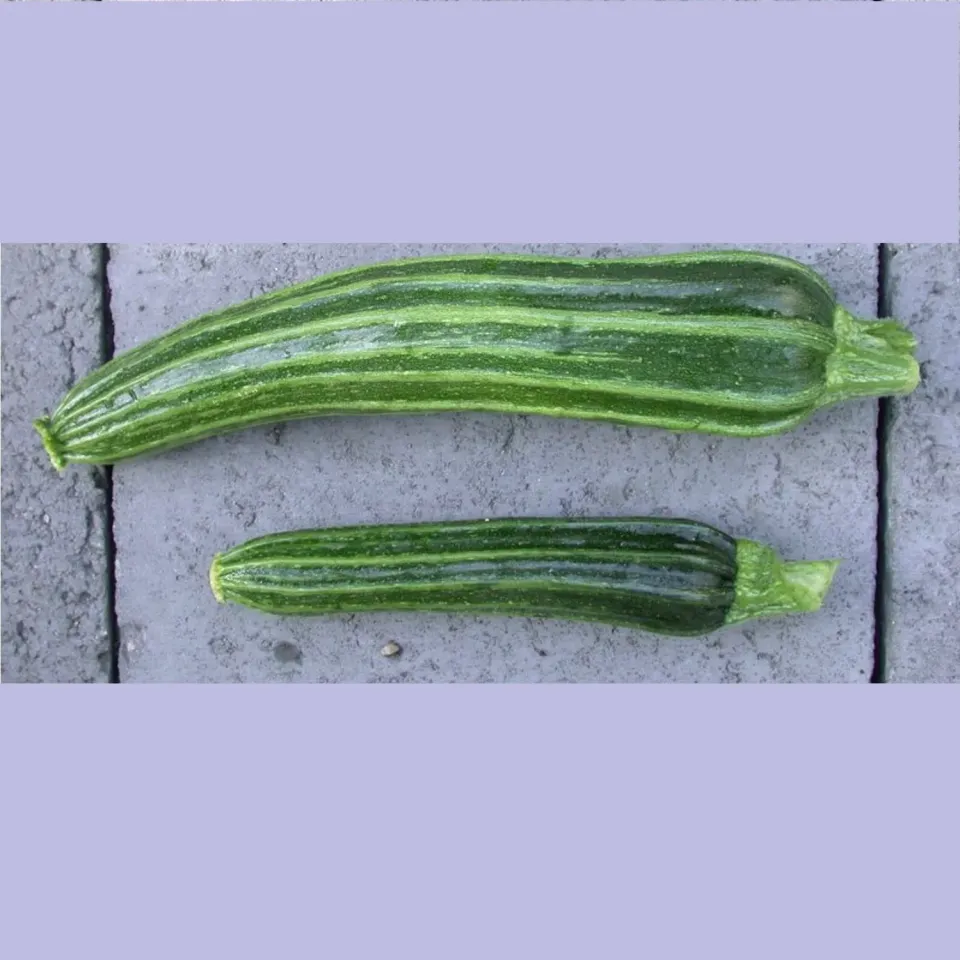 De Tuinen van MergenMetz Courgette Costata Romanesco zaden 10 stuks