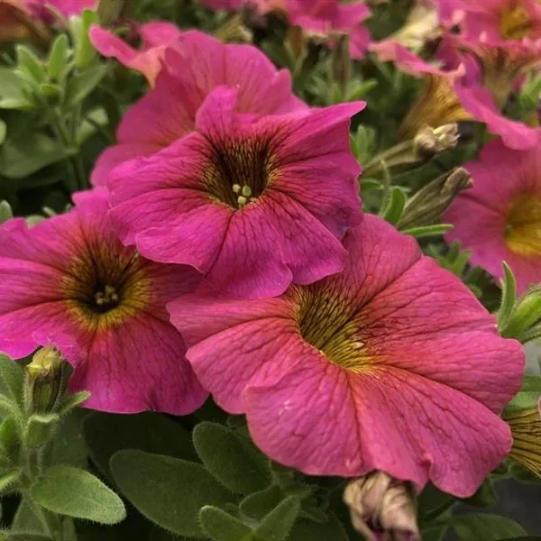 World Botanics Beautical Sunray Pink petchoa 5 jonge planten