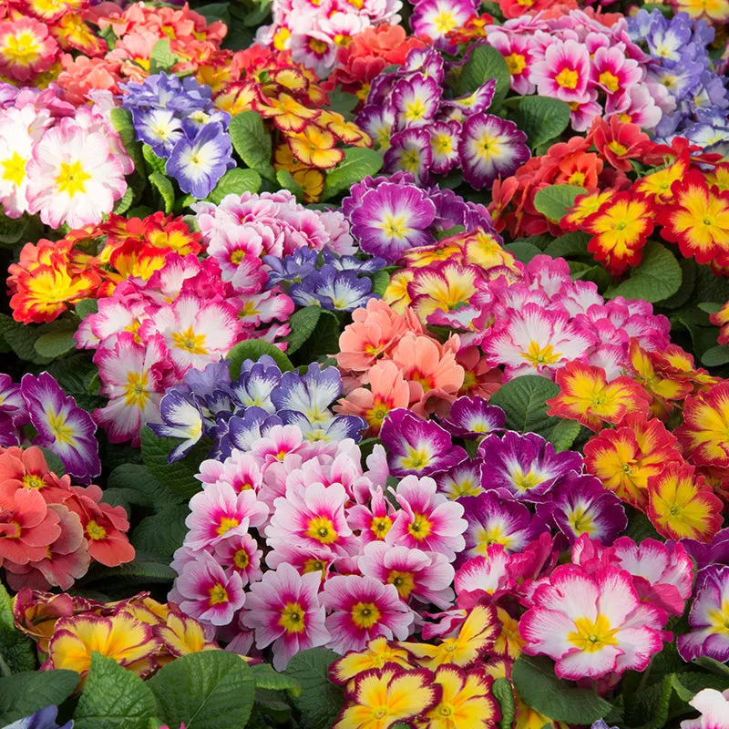 World Botanics Primula Alaska Mix primula 15 planten