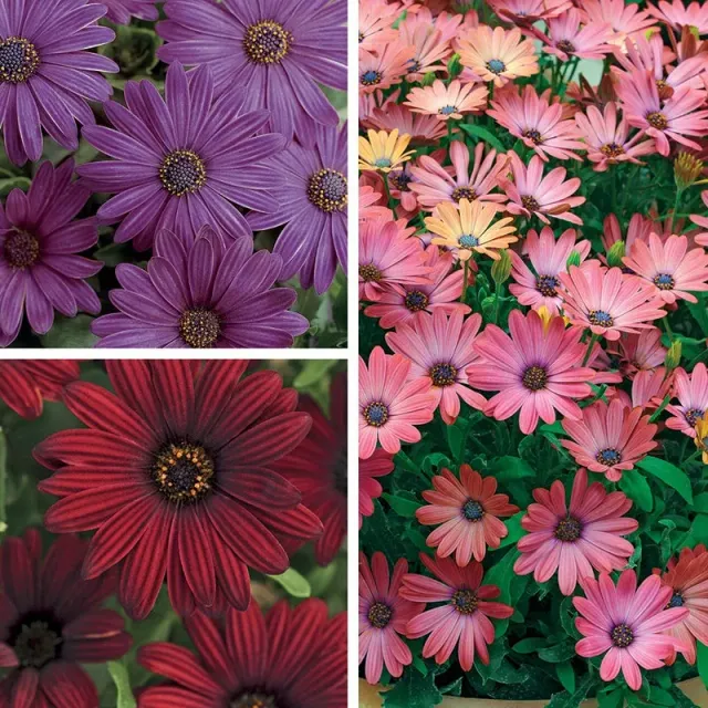 World Botanics Osteospermum Serenity bloemplanten 15 stuks mix