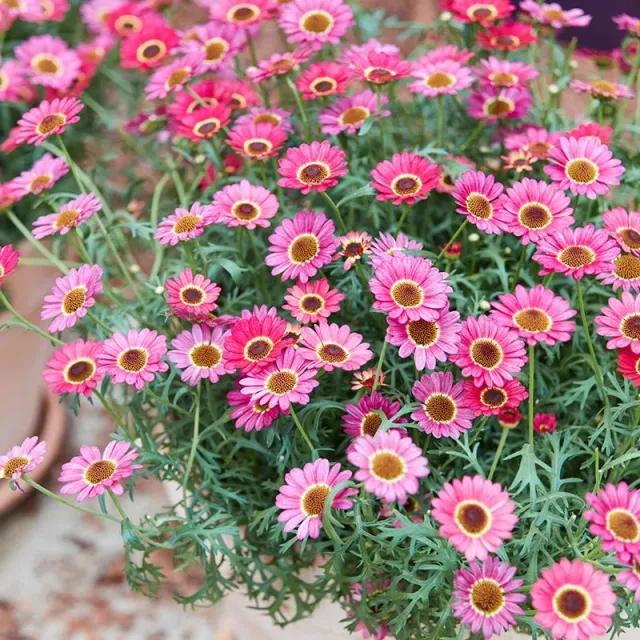 World Botanics Grandaisy Orange Red margriet planten 5 stuks