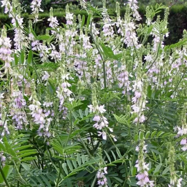 MediGran Galega Galega officinalis zaden onbespoten