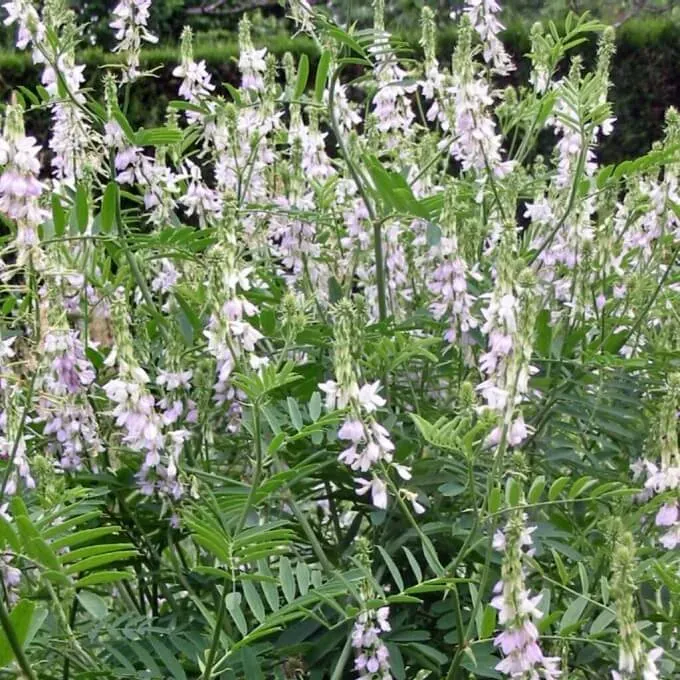 MediGran Galega Galega officinalis zaden onbespoten